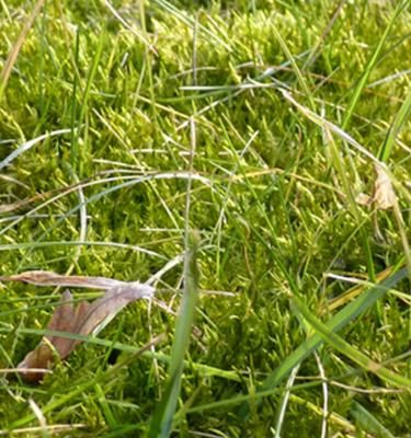 Moos im Rasen Ursachen bekämpfen Liebe Deinen Garten